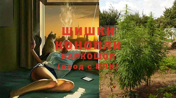 прущие грибы Рославль