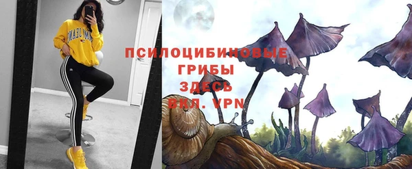 прущие грибы Абинск